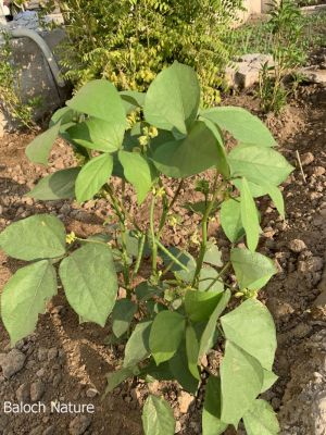 Mung bean. Vigna radiata

Mash
ماش بلوچستان ءِ کوھنیں دھلاں چہ یکے ۔ بلے بلوچستان ءِ تاریخ ءَ ماش ءِ باروا ھاسیں مالومات نیست ۔ چونایا ماش چہ منگولیا چہ ھند ءِ ھند ءُ دمگاں سر بوتگ ۔ ھڈپّہ دور ءِ درگت ءَ پنجاب ءُ ھریانہ ءَ چار ہراز پنچ سد سال ساری ماش کشار کنگ بوتگ ۔
ماش ءَ بلوچستان ءَ نارُشت کن انت ، بلے برنج ءَ اُور گرادنت ءِ بزاں بٹ ءُ ماش بلوچستان ءِ نامداریں وراکاں چہ یکے ، بلے مرچاں چہ ماش ءَ ھلوا جوڑ کن انت ۔
