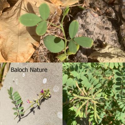 Tephrosia apollinea
Matkenok
ماتکینُک
اے یک کسانیں بوُٹگے کہ ریکپادیں او ڈل دیمیں ہنداں رودیت - اے چو مٹر ء وڈین پُل او کوسرک پر کنت - اے اکسے توکا آئے کوسرک زاہر انت - اشیے دانگانی چینگ و ورگا سیسیگ گورداگ لکّرگ کبگ شاتُل او کپوت کاھنت
چونائیا اے افریکہ بگر چہ اربانی ملکُ ایران بلوچستان ءُ انڈیائے ھند ءُ دمگاں گیشتر پیداک بیت انچو گوش انت کہ پہ پسانی واستہ شریں کاہ ءِ نہ انت بلے اشیا چونائیا کُلگ، گوشانی درد، پونزے بند بوگ، ٹپ ءُ ٹوری بوگ ءُ ہڈانی پروش ءَ کارمرز کن انت ۔ چونائیا اے یک دوا درمان کار مرز کنگ بیت

