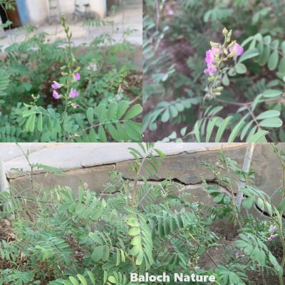 Tephrosia apollinea
Matkinok
ماتکینُک

اے یک کسانیں بوُٹگے کہ ریکپادیں او ڈل دیمیں ہنداں رودیت - اے چو مٹر ء وڈین پُل او کوسرک پر کنت - اے اکسے توکا آئے کوسرک زاہر انت - اشیے دانگانی چینگ و ورگا سیسیگ گورداگ لکّرگ کبگ شاتُل او کپوت کاھنت 
چونائیا اے افریکہ بگر چہ اربانی ملکُ  ایران بلوچستان ءُ انڈیائے ھند ءُ دمگاں گیشتر پیداک بیت انچو گوش انت کہ پہ پسانی واستہ شریں کاہ ءِ  نہ انت بلے اشیا چونائیا کُلگ، گوشانی درد، پونزے بند بوگ، ٹپ ءُ ٹوری بوگ ءُ ہڈانی پروش ءَ کارمرز کن انت ۔ چونائیا اے یک دوا درمان کار مرز کنگ بیت  
