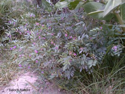 Tephrosia apollinea

Matkenok
ماتکینُک
ماتکینُک کسانیں درچکے کو گیشتر ڈلدیمیں او ریکپادیں ھند و دماگاں رودیت - ماتکینُک گلابییں پُل ء پر کنت کہ باز ڈولدار بیت - کوسرک پر کنت کہ دان ء توک ء بنت -

