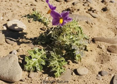 Carthamus oxyacantha
مزارکاہ
Mazarkah

مزارکاہ کسانیں کاہ ءِ کہ بہاگاہ ءِ وھد ءَ پیداک بیت ۔ اے زردیں ءُ گلابییں پُل پر کنت ۔ اے گیشتر پٹ ءُ میداناں رُدیت ۔ اے چو سگ دنتان ءِ وڑیں کاہ ءِ اشیے کسانیں دانگاں پہ تہلگ کار مرز کن انت ۔ اے گیشتر افریکہ بگر تاں ھند ءَ اے ہُشکاوگیں جاہاں رودیت ۔ 
اکس منت وار واجہ سدھیر
