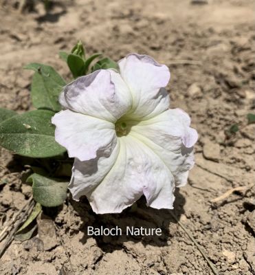 Petunia

Batonia
بتونیا
بتونیا بُن اسلا چہ زرباری امریکہ ء پُل ء بلے مرچی باندا پورئیں دگنیا بتونیا کش انت - باز رنگے پُل پر کنت - چونایا چہ سیادی گوں تمباک ء کنت - او فرنسی زبان پیٹون تمباک ء گوش انت - باز ڈولداریں پُل ء کمّک وھدے درگتا پُل آرگ بندات کنت -۔
