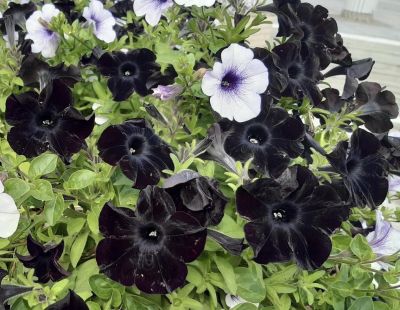 Petunia

Batonia
بتونیا
سیاہ رنگیں پُل نیست بلے اے من اولی رند انت کہ سیاہ رنگے پُل دیسست ۔
بتونیا بُن اسلا چہ زرباری امریکہ ء پُل ء بلے مرچی باندا پورئیں دگنیا بتونیا کش انت - باز رنگے پُل پر کنت - چونایا چہ سیادی گوں تمباک ء کنت - او فرنسی زبان پیٹون تمباک ء گوش انت - باز ڈولداریں پُل ء کمّک وھدے درگتا پُل آرگ بندات کنت -۔
Pic by Mehlab Naseer.
