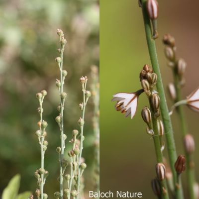 Onionweed (Asphodelus fistulosus)

پیملوُ
Pimalo
پیملوُ پیمازے وڑیں بلے بارگ تریں تاک پر کنت - بہارگاہ ء دریچا کشارانی تہا، میدان او جنگل ء رودیت - وھدے کسان بیت اشیا دلوت چرنت او مردُم کاہُک جوُڈ کن انت - مزن بیت گدا ہمُک بُن دہ تاں بیست کیرینگ پرکنت کسانیں اسپیتین او سُہریں لکیریں پُل ء پر کنت کہ باز ڈولدار بیت - مارچ ءُ اپریل ء زرد ترّاں بیت گُڈا دانگے ھُشک بیت تُوم ء رچنت تو اے درگتا درُچک، شاتُل اوُ کپوت دانانی چناگ او ورگ ء پیملوانی توک ء رم رما نندانت او بلوچ شکار کن انت- انچو مالوم بیت کہ پیملو شکارجاہ جوڑ بیت

