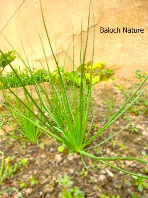 Onionweed  (Asphodelus fistulosus)
Pimalo

پیملوُ پیمازے وڑیں بلے بارگ تریں تاک پر کنت - بہارگاہ ء دریچا کشارانی تہا، میدان او جنگل ء رودیت - وھدے کسان بیت اشیا دلوت چرنت او مردُم کاہُک جوُڈ کن انت - مزن بیت گدا ہمُک بُن دہ تاں بیست کیرینگ پرکنت کسانیں اسپیتین او سُہریں لکیریں پُل ء پر کنت کہ باز ڈولدار بیت - مارچ ءُ اپریل ء زرد ترّاں بیت گُڈا دانگے ھُشک بیت تُوم ء رچنت تو اے درگتا درُچک، شاتُل اوُ کپوت دانانی چناگ او ورگ ء پیملوانی توک ء رم رما نندانت او بلوچ شکار کن انت- انچو مالوم بیت کہ پیملو شکارجاہ جوڑ بیت
