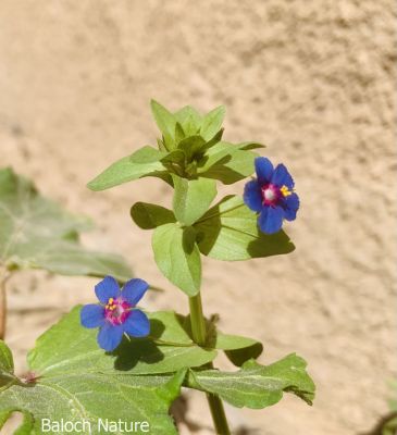 Anagallis Arvensis
Pollako

پُلّکو بلوچستان ء گیشتر گلّہ و بانکلینکانی ڈگارانی توکا رودیت - گونڈیں ورّودیں کاہے باز ڈولداریں سبز و سُہریں پُل پر کنت - سُہرین ء [رڈ چک وّیڈ] گوشنت
