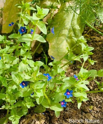 Anagallis Arvensis
Pollako
پُلکو
پلکو یک کسانیں وترودیں کاہے کہ کشارانی تہا رود ات اے بلوچستان ءَ دو رنگے پُل پر کن انت بزاں سبز ءُ سُہر ۔ بلے اے باز ڈولدار انت 
