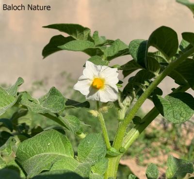 Potato flower

Batatok
بٹاٹہ یا بٹاٹوک چونایا لاتینی امریکہ ءِ سبزی ءِ ۔ مرچاں اشیا بلوچستان ءِ روچدراتکی ھند ءُ دمگاں کشاورز کن انت ۔ اے کسانیں کاہ ءِ روتگاں چہ گردیں دانگ پر کنت ۔ اشیے دانگ زمین ءَ کل انت ۔ مرچاں بلوچانی نارُشت بے بٹاٹک ءَ بے جلوہ انت ، بزاں بلوچستان ءَ بٹاٹُوک باز کارمرز کن انت ۔

