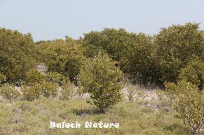 Mangrove
Temir
تمر یک تیاب دپی درچکے ، کہ گیشتر ماں سوریں دریا ئے رودیت کہ اُودا آپ تلگ بہ بیت ڈل وُ ڈوُک مہ بیت بلکن لچ وُمین بہ بیت - تمر جنگل گیشتر آپ ء انت چمیشکا ماھیگ گیشتر تمر ے روُتگ، ہُنڈالانی کش وُگواراں ھیک دیینت - بُرزا دریاہی مُرگ چُک وُبر کن انت، دُگنیا ئے توکا درچک بازیں بلے تمر چاگرد بزاں ماحولیات باروا شرتریں درچک زانگ بیت - سُومیانی ء تمرانی ٹوہیں جنگلے آباد ے - مکرانے تیابدپاں باز جاہاں تمرے جنگل آباد انت - مارچ وُ اپریل ء تمر بُر بیت - بُرّے درگتا وشّیں بوہ کنت

Keywords: Mangrove 