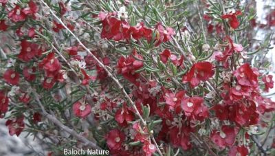 Pteropyrum scoparium
کاروان کُش اُو تُسو
Karwan kosh. Tosso

تسّو کسانیں درچکے کہ کنٹگے پرنیست اشیے ۃورتیں تاکاں چوپنت او کسانیں چوکاں دئینت اگاں لاپ ء وش مہ بیت - سُہریں پُل پر کنت - اشیے دار سہچکے کارا کئیت - او تاکاں پس ورانت -۔

