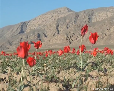 Tulip
گواڈگ
Gwadag
گواڈگ بلوچستان گوریچانی  ھند ُ دمگاں زمستان رودیت ۔ اے دگنیائے ڈولدار تریں پُل  انت اشیے باز رنگ انت ۔اے پُل دگنیا ء گیشتر بہا بوکیں پُل انت بلے بلوچستان تنیگا اے پُل ء کاروبار کت نہ کنت ۔ ہمے زانگ بیت کہ گواڈگ بلوچستان یک جنگلی پُل ء ۔ 
