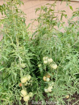 Verticle cultivate tomato
Aamodi chamatok e keshag
آمودی چماٹک  ءِ کشگ
مئے ھند ءُ دمگاں چماٹک  کش انت بلے آھاں واپین انت بزاں چماٹک زمین ءِ سر برا ایر انت بلے دیم رہی کتگیں ملکاں چماٹک ءِ مک ءُ کاہی کش انت ۔ دگہ شاہ لمبانی چن انت اے وڑا چماٹک گیشتر وھد ءَ بر دنت ۔ چُش مئے سردیں دمگاں اے تانسریں سال زندگ بنت بلے گرمیں ھند ءُ دمگاں ترا پنچ تا شش ماہ بر دیینت ۔ اے جاگہ ہم کم گر انت تو گیشتر کشت کنے من وتی لوگے دیم ءَ کسانیں جاگہ اے کشتگ انت کہ باز جوان انت ۔ شما پہ کار و بار ہم  وڑ چماٹکاں پکش ات گڈا شما زان ات کہ چنت فرق است انت ۔
