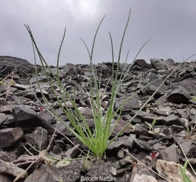 Onionweed (Asphodelus fistulosus)

پیملوُ
Pimalo
پیملوُ پیمازے وڑیں بلے بارگ تریں تاک پر کنت - بہارگاہ ء دریچا کشارانی تہا، میدان او جنگل ء رودیت - وھدے کسان بیت اشیا دلوت چرنت او مردُم کاہُک جوُڈ کن انت - مزن بیت گدا ہمُک بُن دہ تاں بیست کیرینگ پرکنت کسانیں اسپیتین او سُہریں لکیریں پُل ء پر کنت کہ باز ڈولدار بیت - اپریل ء زرد ترّاں بیت گُڈا دانگے ھُشک بیت تُوم ء رچنت تو اے درگتا درُچک، شاتُل اوُ کپوت دانانی چناگ او ورگ ء پیملوانی توک ء رم رما نندانت او بلوچ شکار کن انت- انچو مالوم بیت کہ پیملو شکارجاہ جوڑ بیت
