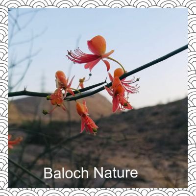 Capparis Decidua
Kalair
کلیر یک ٹوہیں درچکے - گیشتر ماں وڑ و گریشگاں رودیت - کلیر ڈولداریں پُل پر کنت - کلیر بر پرکنت برے ورانت و تامدارنت - منی ہیال ء اگاں ما کلیر ا میوہ بگوشاں رد نہ انت - پرچا کہ بلوچستانے جنگلی میوہ بزاں کوُنر، کنر، جگّر،کلیر و دگہ بازیں - کلیر دار ا لوگے منگ جوڑ کن انت کلیرے دارا زمین نہ وارت - کلیرے واستہ دو بتل نامدار انت
۱ لج نہ کنت کلیرا کہ بے تاکا بر کنت
۲ دار کلیر انت کہ منگہاں سے جاگہ پُروشیت
اُوے زیرّک بات کہ لیڑو ڈاچیگاں کوشیت
