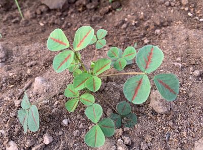 Sweet clover

شمش
Shimsh
بہار ے درگتا کشت و کشارانی توک ءَ رودیت - ورگ ءِ باز وش انت اشیے وتی تام ءِ استیں - مرچاں تربت ءَ سبری ءِ نیادی ءَ بہا ہم دست کپیت ۔ وھدے زمانگاں جنیناں ٹولی کتگ ءُ شمش ءِ چنگ ءَ شہر ءَ شتگ انت ۔
