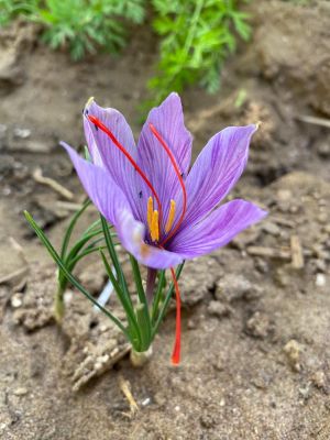 Saffron

Zafran
زعفران یک کسانین پیمازے ڈولیں کاہ ء کہ ڈولداریں ُپل پر کنت ۔ اشیے پُلانی توکے سُہریں ریشگاں سر چن انت ۔ زعفران پہ وشیں بوہ یا پہ دوا کار مرز بیت ۔ وراکیانی توک ءَ زعفران مان کن انت کہ ورگ باز وشیں بوہ ءُ تامدار بنت ۔ بلوچستان ءِ سرزمین پہ زعفران کشاورزی باز وش انت ۔ اے اکس بلوچستان ءِ کشتگیں زعفران انت ۔  ۔

