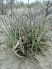 Filename=Apotag2.jpg
Filesize=126KiB
Dimensions=780x1040
Date added=Feb 13, 2024 Apotag2.jpg