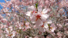 Filename=Badam.png
Filesize=1149KiB
Dimensions=889x500
Date added=Mar 28, 2020 Badam.png