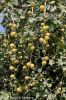 Filename=Berry.jpg
Filesize=329KiB
Dimensions=1000x1511
Date added=Feb 25, 2022 Berry.jpg