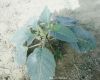 Filename=Datura_28229.jpg
Filesize=226KiB
Dimensions=1241x1000
Date added=Nov 07, 2020 Datura_28229.jpg