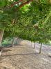Filename=Graps_from_Mashkey.jpg
Filesize=266KiB
Dimensions=958x1280
Date added=Jun 06, 2021 Graps_from_Mashkey.jpg