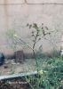 Filename=Gwatag.jpg
Filesize=269KiB
Dimensions=1200x1677
Date added=Feb 20, 2020 Gwatag.jpg
