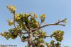 Filename=IMG-7444.jpg
Filesize=237KiB
Dimensions=1480x1000
Date added=Mar 19, 2022 IMG-7444.jpg