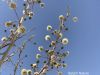 Filename=IMG-7623.jpg
Filesize=136KiB
Dimensions=1333x1000
Date added=Jul 29, 2022 IMG-7623.jpg
