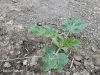 Filename=IMG-8087.jpg
Filesize=407KiB
Dimensions=1333x1000
Date added=Jun 11, 2022 IMG-8087.jpg