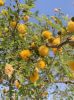 Filename=IMG_0519_Gum_tree.jpg
Filesize=537KiB
Dimensions=1537x2050
Date added=Jan 20, 2025 IMG_0519_Gum_tree.jpg