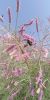 Filename=Kang_Gazz.jpg
Filesize=139KiB
Dimensions=520x1040
Date added=Sep 10, 2020 Kang_Gazz.jpg