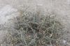 Filename=Meisk_4266.JPG
Filesize=211KiB
Dimensions=1200x800
Date added=Jul 04, 2020 Meisk_4266.JPG