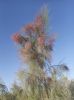 Filename=Padgazz1.jpg
Filesize=350KiB
Dimensions=787x1061
Date added=Nov 21, 2021 Padgazz1.jpg