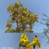 Filename=Parpok~0.JPG
Filesize=177KiB
Dimensions=1000x1000
Date added=Aug 01, 2022 Parpok~0.JPG