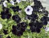 Filename=Petunia_by_Mehlab_Naseer.jpg
Filesize=220KiB
Dimensions=1137x884
Date added=Aug 12, 2020 Petunia_by_Mehlab_Naseer.jpg