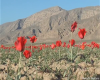 Filename=Tulip.png
Filesize=566KiB
Dimensions=600x480
Date added=Mar 27, 2020 Tulip.png