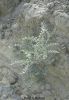 Filename=kaspend.JPG
Filesize=158KiB
Dimensions=768x1024
Date added=Dec 30, 2020 kaspend.JPG