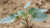 Filename=vlcsnap-2021-06-01-19h17m23s187.png
Filesize=1151KiB
Dimensions=1000x562
Date added=Jun 11, 2021 vlcsnap-2021-06-01-19h17m23s187.png