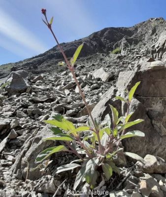 unknown Shrub
بلوچستان سُرمگیں کوھانی توک وتی سرا چست کنوکیں اے کسانیں درچک باز ڈولدار انت بلے اشیے نام ما زانت نہ  کنیں ۔ اگااں شما اشیے نام زانے ۔ مارا شریدار بکن ات۔ منواار بیں
