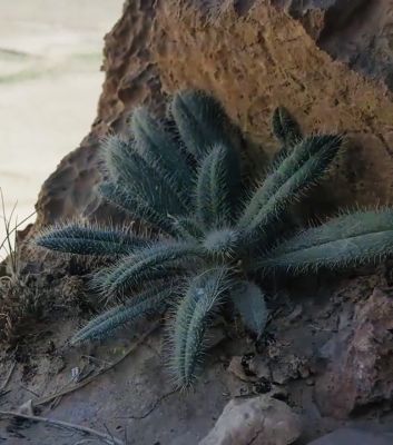 unknown Grass
بلوچستان کوہ ءُ گر پہ وڑ وڑیں درچک ءُ دار، کاہ ءُ  بوٹگ  ءُ پُل ء َ چہ سر ریچ ان ت۔ بلے ایشانی نام زانگ نوکیں نسل ء واستہ باز گران انت چیا کہ نوکیں نسل گوں ایشاں ہچ وڑیں سیادی یا رتک ءُ  ریچ نہ کنت ۔ اے کسانیں  بوٹگے نام درکار انت ۔ 
