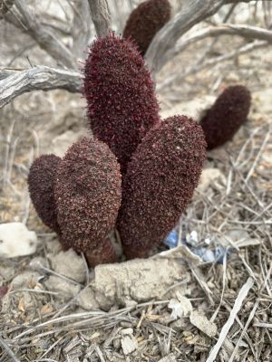 Cynomorium Coccineum

Garmask o Gazmark
گرماسک ءُ گزمرک
