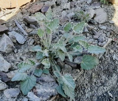 Unknown weed
وت رودیں کاہ
Wat rodin kah
اے یک وت رودیں کاہے کہ باز ڈولداریں پُل پر کنت ۔ اے بازشر گندگ کیت ۔ اے بہارگاھ ءِ درگت ءَ رودیت ۔ اشیے نام زانگ نہ بیت اگاں شمارا اشیے نام  مالوم انت  گڈا شیر بکن ات؛۔ منت وار بیں۔
