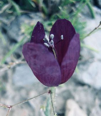 Roemeria hybrida
Roemeria hybrida
رومیریا
اے یک پُل ء  کہ رنگ باز وش ءُ  دولدار انت ۔بلے اشیے نام زانگ نہ بیت 
