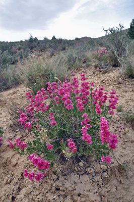 unknown Flower 
پجار اے پُل ءَ
اے ڈولداریں پُل بلوچستان ءِ کوھانی براہ انت بلے ایشانی نام مارا مالوم نہ انت چیا کہ چہ ما چہ باز دور انت ۔اے شال ء کوھاں موجود انت ۔ اگاں کس زانت کنت کومنٹ بدنت منت وار
