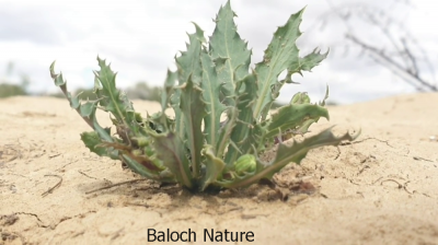 	Launaea angustifolia
کوہی چژیک
Kohi Chazheek
