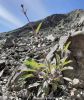 Filename=Balochistan_grass.JPG
Filesize=115KiB
Dimensions=622x737
Date added=Apr 12, 2020 Balochistan_grass.JPG