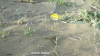 Filename=UNKNOWN_FLO.png
Filesize=882KiB
Dimensions=889x500
Date added=Jul 31, 2020 UNKNOWN_FLO.png