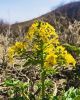 Filename=flower.jpg
Filesize=115KiB
Dimensions=600x800
Date added=May 16, 2020 flower.jpg