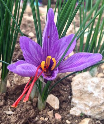 Saffron
زعفران
Zafran
زعفران یک کسانین پیمازے ڈولیں کاہ ء کہ ڈولداریں ُپل پر کنت ۔ اشیے پُلانی توکے سُہریں ریشگاں سر چن انت ۔ زعفران پہ وشیں بوہ یا پہ دوا کار مرز بیت ۔ وراکیانی توک ءَ زعفران مان کن انت کہ ورگ باز وشیں بوہ ءُ تامدار بنت ۔ اے گیشتر کشمیر ء پیداک بیت کہ اودا اشیا کیسر گوش انت ۔ 
