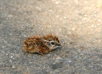 Common Quail chick 
برنجی نکول ء پڈڈ
Brinji nikol e Padd
برنجی نکول ء بلوچی باز نام است ۔ لہتیں جاہاں ایشاں ماشی نکول گوش انت  باز جاہاں ایشاں بٹیر ہم گوش انت ۔ اے زمستان ء مدام گلہانی توک ء بیت گرماگ کڈب ءُ اسپُستانی تہا ٹپیت ۔ بلے وھدیکہ گلہ رون ءُ موش بنت ٹپگ ء جاگہ نہ بیت اے کورانی چپ ءُ چاگرد ٹُپ انت  ءُ پہ وت وراکی درگیج انت ۔ 
